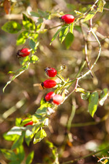 Ripe rose hips on a branch with leaves.