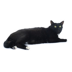 Lying black cat isolated over the white background