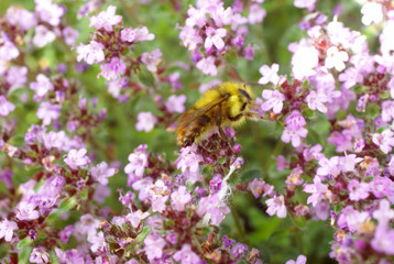 Honeybee gathering pollen from spring thyme