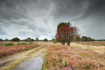 rowan tree and heather by ground road