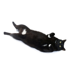 Fototapeta premium Lying black cat isolated over the white background