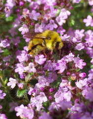 Honeybee gathering pollen from spring thyme