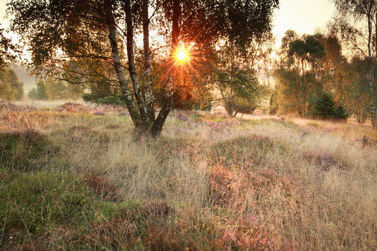 sunshine on meadow with birsh trees