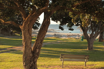 empty bench between trees near seaside