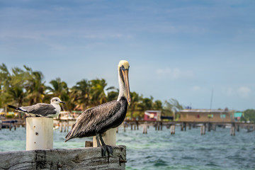 Pelican and young laughing gull standing on a pier - Caye Caulker
