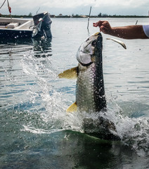 Obraz premium Tarpon fish jumping out of water - Caye Caulker, Belize