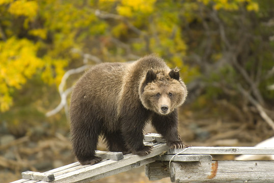 A happy Grizzly Bear cub finds a string to play with on a riverside dock, Chilko River, British Columbia, Canada