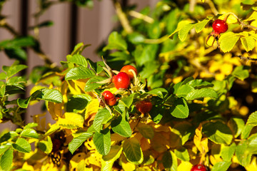 Ripe rose hips on a branch with leaves.