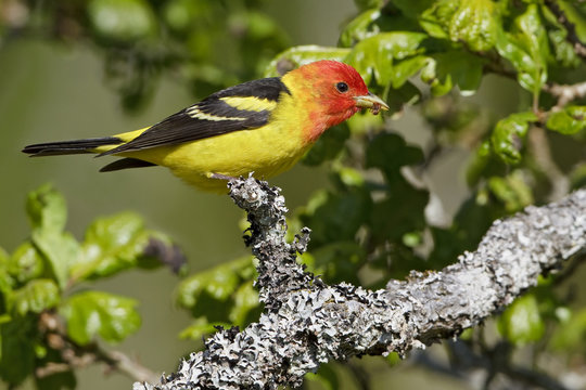 Western Tanager (Piranga ludoviciana) perched on a branch in Victoria, BC, Canada.