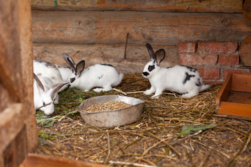 Кролики в вольере