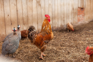 Петух стоит рядом с индюшками