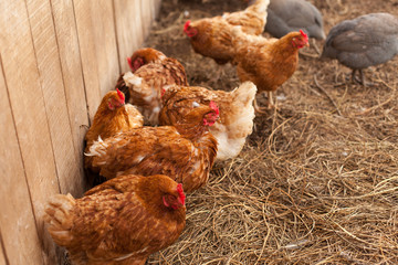 Курицы пасутся