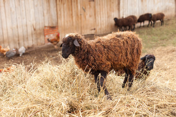 Баран на стоге сена