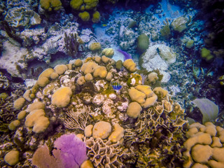 Fototapeta na wymiar Belize Coral Reef Underwater and fish
