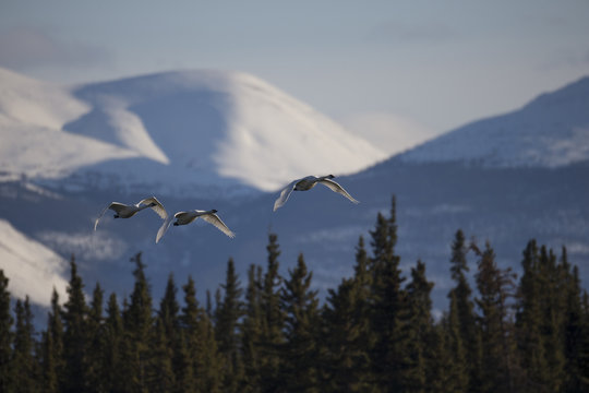 Swans take flight, Tagish, Yukon.