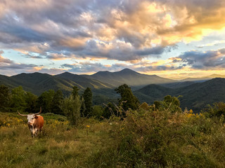 Longhorn Steer On Mountain With Sunset Behind
