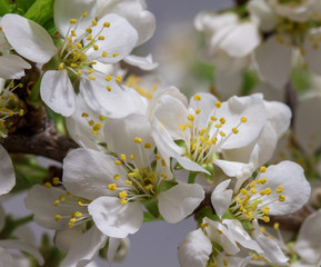 Abstract Cherry Blossom