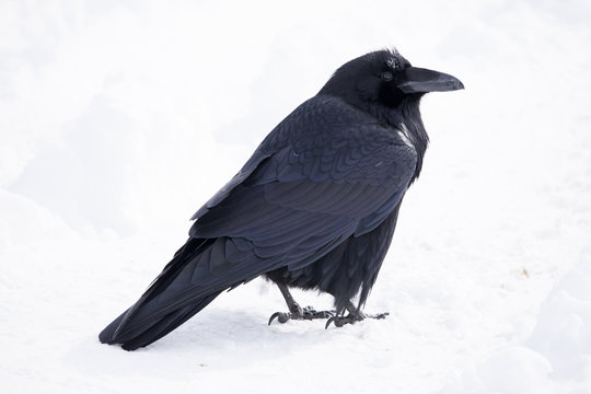 Common Raven (Corvus corax) in winter, Banff National Park, Alberta, Canada
