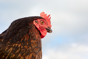 black chicken hen closeup on cloudy sky background
