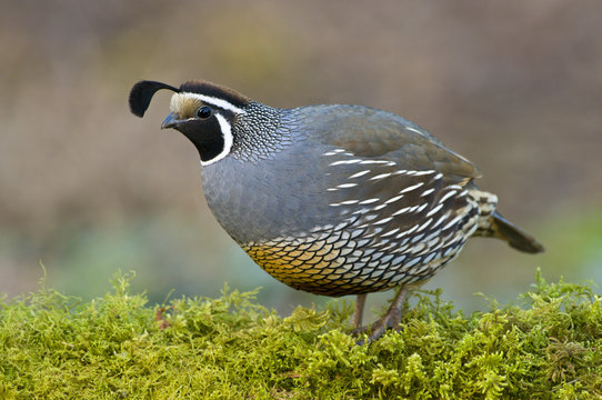 California quail (Callipepla californica) on mossy log in Victoria, Vancouver Island, British Columbia, Canada