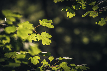 Leaves in sunlight