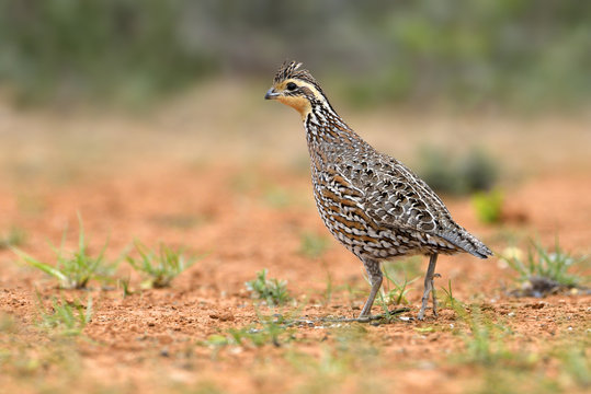 Northern Bobwhite, Colinus virginianus, Santa Clara Ranch, Texas