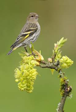 Pine siskin (Carduelis pinus) perched on a budding maple tree branch, Victoria, Vancouver Island, British Columbia, Canada