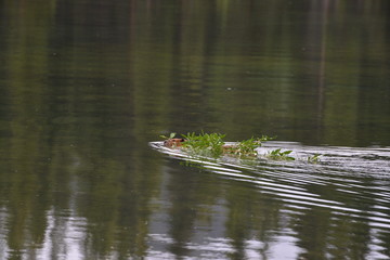 Beaver in Alaska