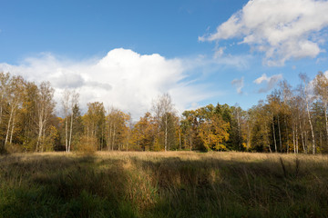 Field with grass in the park Old park in the town of Pushkin, Russia autumn