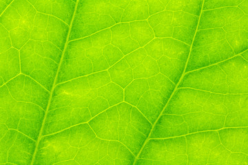 Fototapeta na wymiar Leaf texture or leaf background for design with copy space for text or image.
