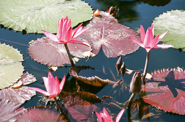 Water Lily Blooms  2