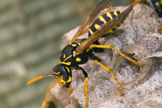 Close up of a Wasp, Canada.