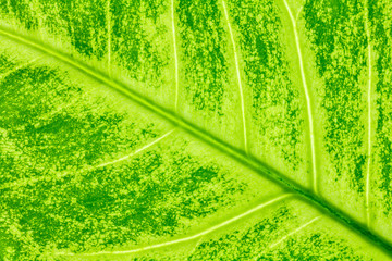 Leaf texture or leaf background for design with copy space for text or image.