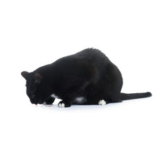 Sitting black cat isolated over the white background