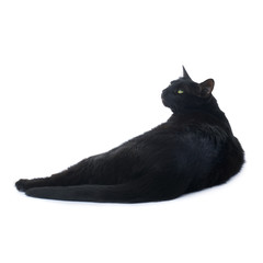 Lying black cat isolated over the white background
