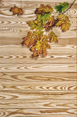 Obraz premium Autumn maple tree branches wooden background vintage style