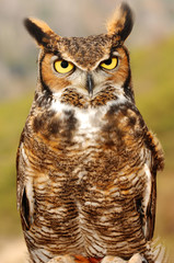 Bird of Prey