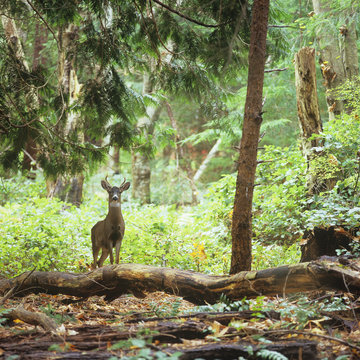 Blacktail deer, (Odocoileus hemionus), buck, Savary Island, British Columbia, Canada.