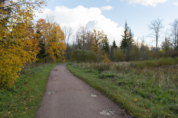 Fototapeta na wymiar walking path with puddles in autumn park