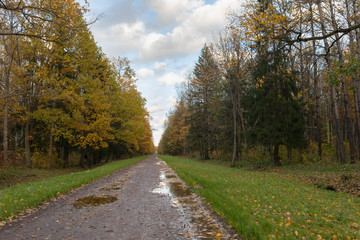 straight walking path with puddles in autumn park