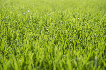 Background of bright green grass