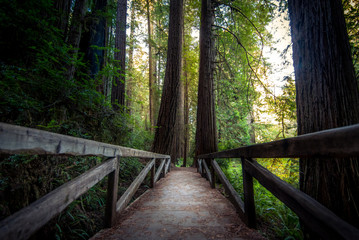 Obraz premium Forest Bridge