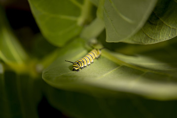 Monarch Caterpillar