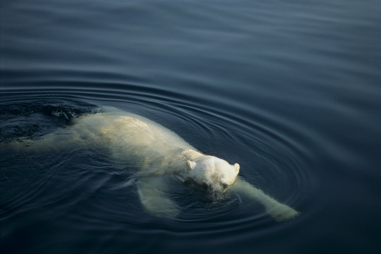Polar Bear (Ursus maritimus), swims in Wager Bay, Ukkusiksalik National Park, Wager Bay, Nunavut, Canada.