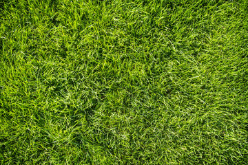 Fototapeta premium Background of bright green grass