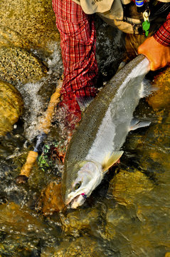 Man holding steelhead trout