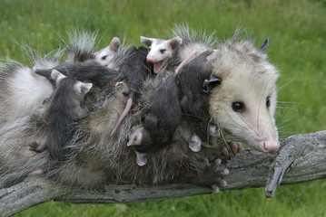 Female opossum with babies clinging to her, Minnesota, USA