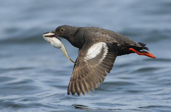Pigeon Guillemot in flight with fish, Westport WA