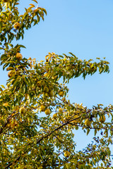 Pears grow on a tree, small and very many.