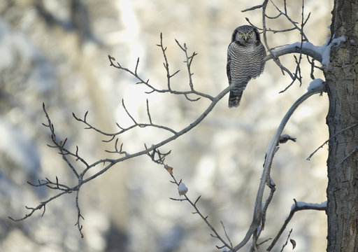 Northern Hawk Owl (Surnia ulula) in Glenbow Ranch Provincial Park, Alberta, Canada